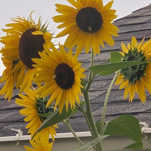 mtsunflower00